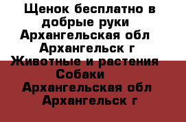 Щенок бесплатно в добрые руки - Архангельская обл., Архангельск г. Животные и растения » Собаки   . Архангельская обл.,Архангельск г.